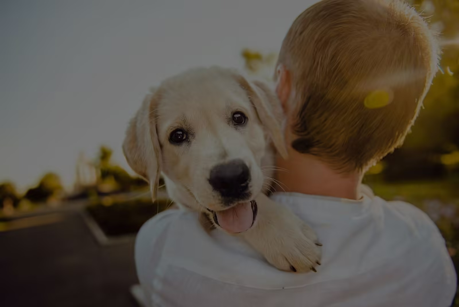 imgi_25_wapix-cabinet-veterinaire-2-jpg